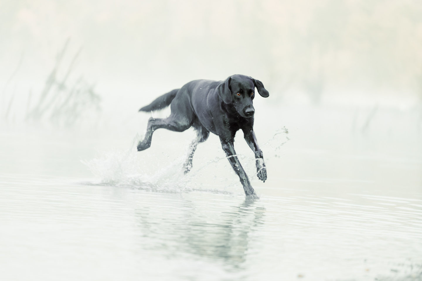 black-labrador-running-water-high-key-1440-2-1440x960 Hundefoto 