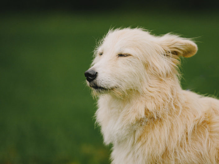 dog-meditating-1440-1-705x529 Hundefoto 