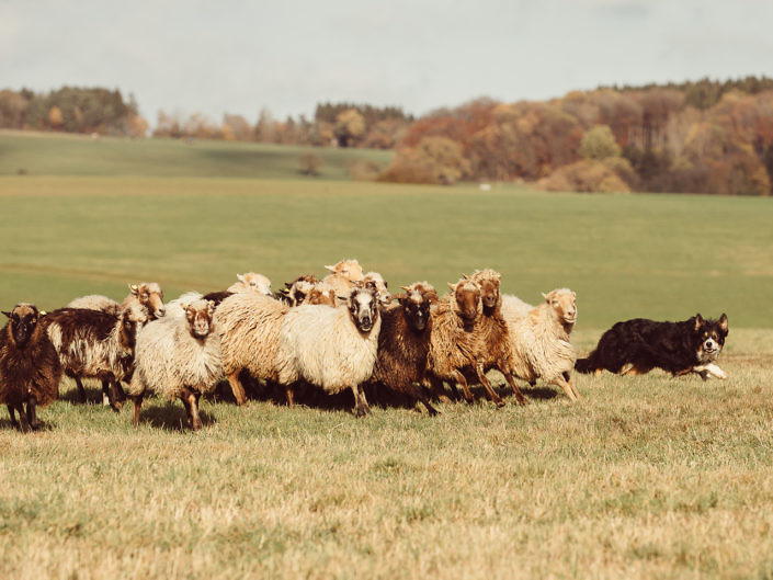 working-border-collie-sheep-skudde-1440-1-705x529 Hundefoto 