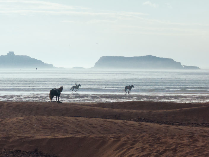 pferde-reiten-strand-essaouira-1440-1-705x529 Hundefoto 