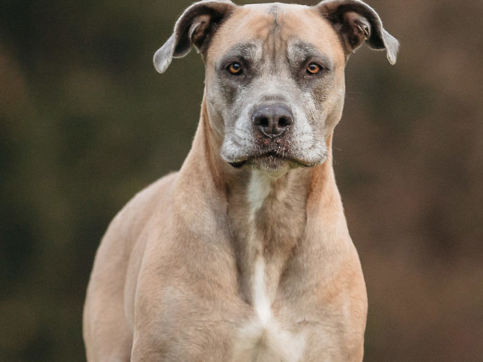 Southafrica dog breed Boerboel portrait