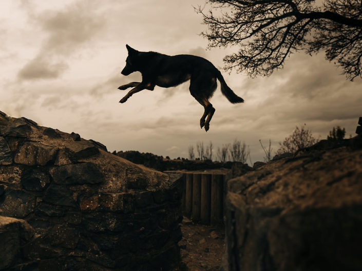 springender-schäferhund-1440-1-705x529 Hundefoto 